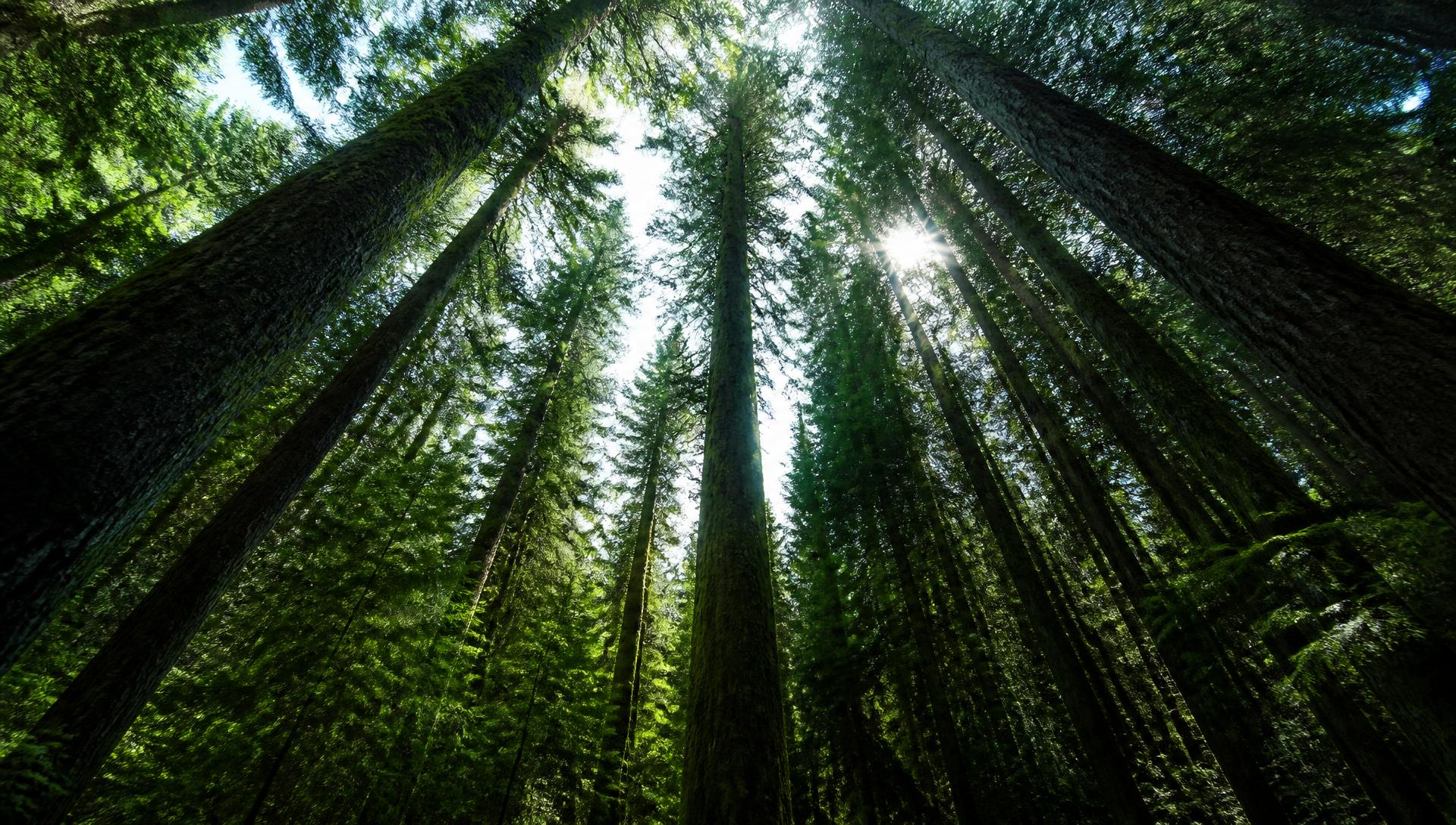 Looking up through an evergreen canopy with sun flare